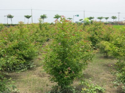 短期經濟林造林可選擇楓香培育菇蕈材