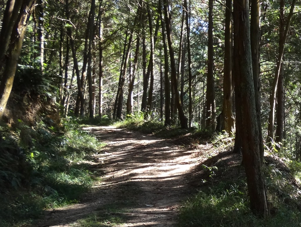 阿冷坑林道一隅