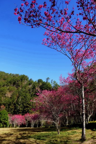 奧萬大森林遊樂區主要有三種櫻花，包括：單花瓣的山櫻花(緋寒櫻)、重花瓣的八重櫻及白色花瓣的霧社櫻