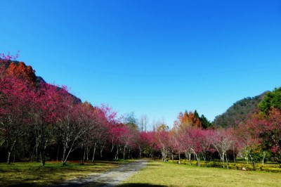 奧萬大森林遊樂區賞櫻季節可持續約2個月