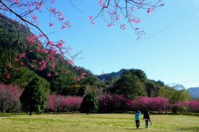 奧萬大森林遊樂區賞櫻季節可持續約2個月