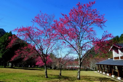 現在到奧萬大，不僅可以欣賞櫻花，更可以享受近日平地不易出現的藍天白雲與好空氣