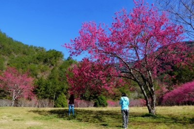 目前山櫻花綻放約4成，現在開始至3月份將是園區欣賞櫻花的最佳時機
